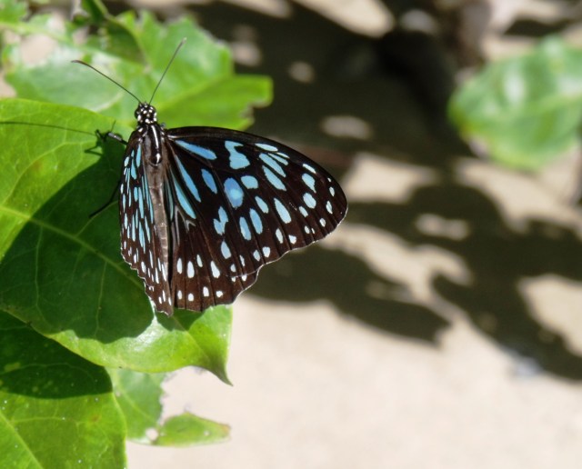 Blue Tiger Butterfly. Cape Tribulation Beach. Photo: David Clode.