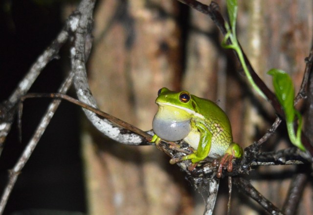 A White-lipped Treefrog has found a nice perch on a jungle vine above the water, from which to call. Small wetland west of Cairns cemetery.