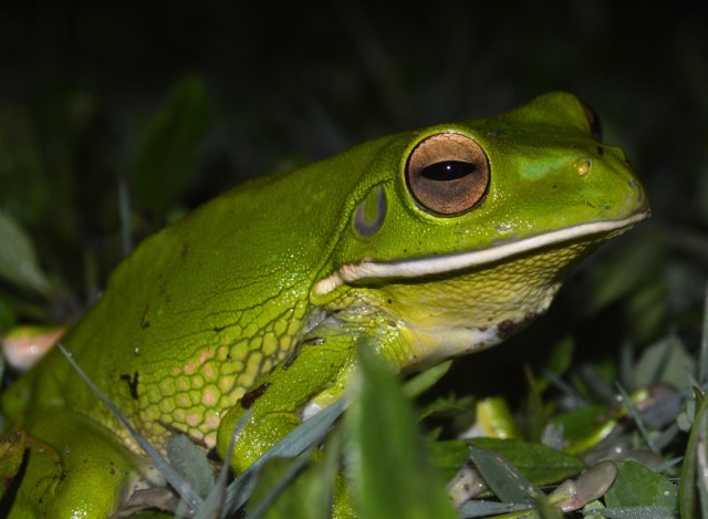 White-lipped Treefrog, Litoria infrafrenata. Out and about on a rainy night, Cairns cemetery.