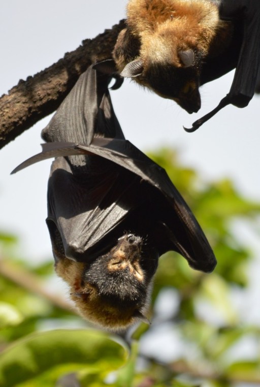 "Trying to get some sleep". Spectacled Flying Fox or Fruit bat. Lake Street, Cairns. Photo: David Clode.