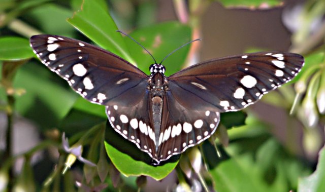 Common Crow Butterfly. Cairns cemetery.