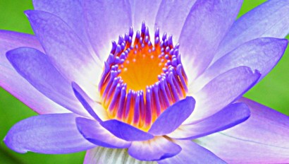 Nymphaea caerulea water lily. Photo: David Clode.