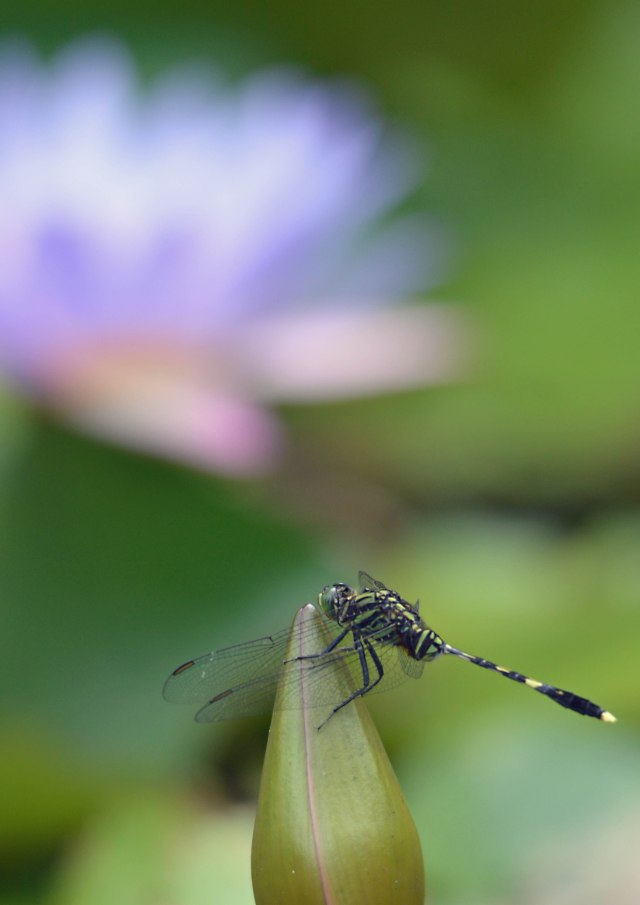 Dragonfly. Nymphaea caerulea.