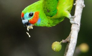 A Double-eyed Fig Parrot eating figs. Photo: David Clode.