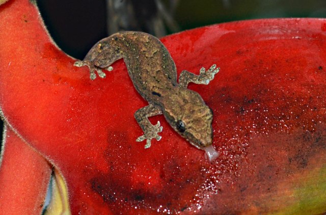 An Asian House Gecko drinks from a heliconia flower. Cairns Botanic Gardens. Photo: David Clde.