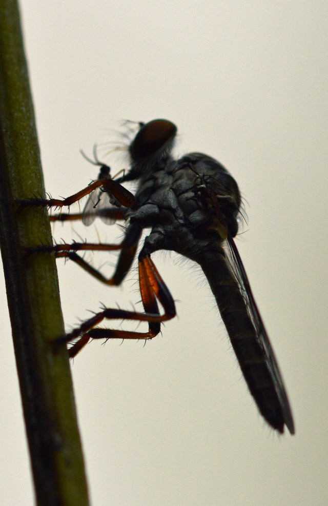 "Assassin". Photo: David Clode.