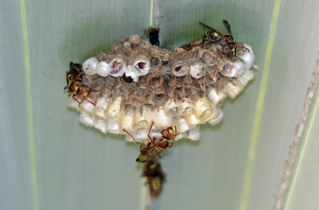 Paper wasps Polistes sp.and nest, under a Bismarck palm leaf. Cairns. Photo: David Clode.
