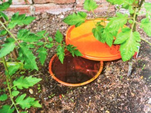 Terra cotta pot used for irrigation. Photo: Maddy Harland.