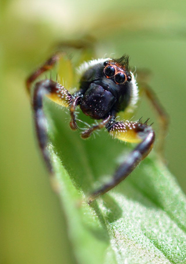 Jumping Spider Mopsus mormon. Photo: David Clode.