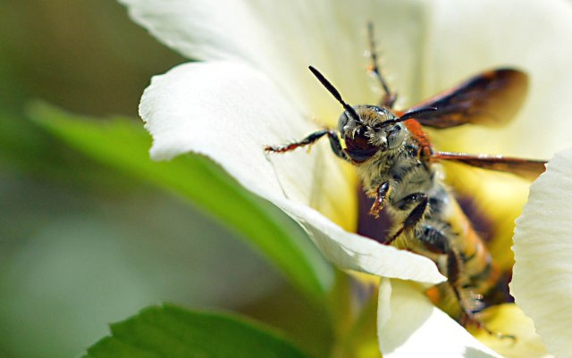 Flower Wasp Campsomeris species. Photo: David Clode.