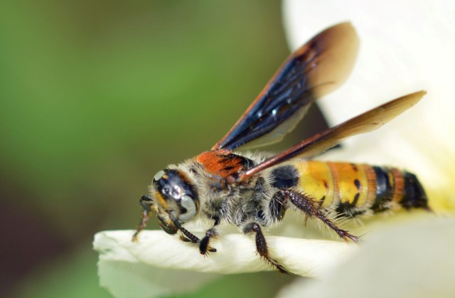 Flower Wasp. Photo: David Clode.