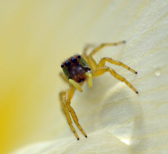 Jumping spider, Cosmophasis sp. Photo: dDvid Clode.
