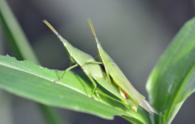 Mating grasshoppers. Cemetery wetland. Photo: David Clode.