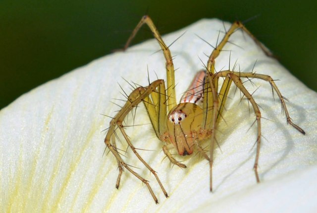 Lynx spider Oxyopes species. Cairns cemetery. Photo: David Clode.