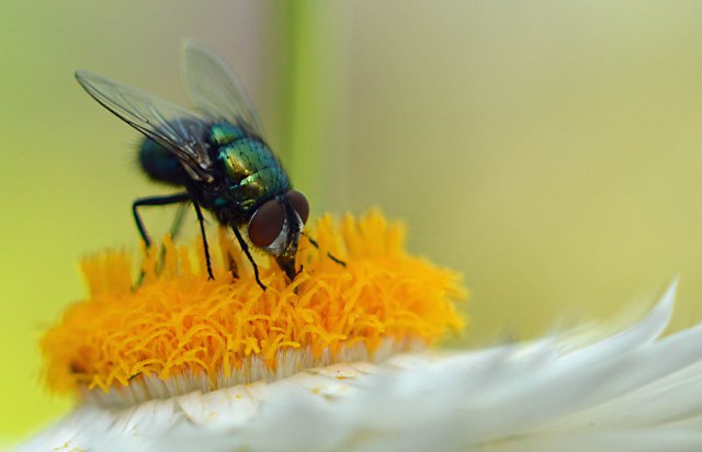A fly visits an everlasting daisy flower for nectar. Upwey, Melbourne, Australia. Photo: David Clode.