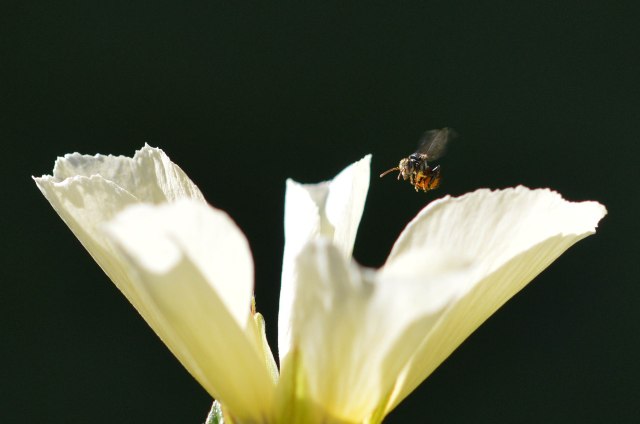 Native bee. Photo: David Clode.