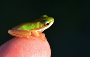 Baby Tree Frog (Northern Dwarf Tree Frog Litoria bicolor). Photo: David Clode.