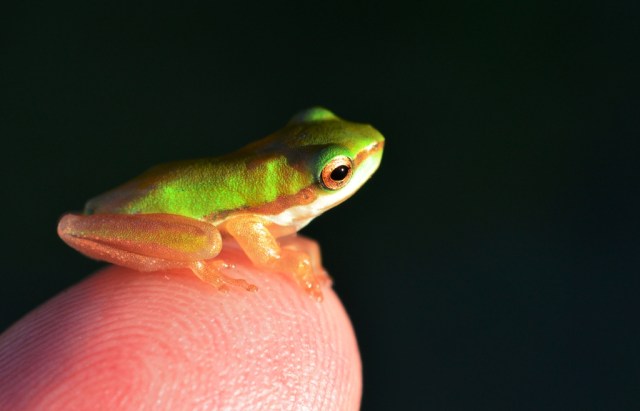 Baby Tree Frog (Northern Dwarf Tree Frog Litoria bicolor). Photo: David Clode.