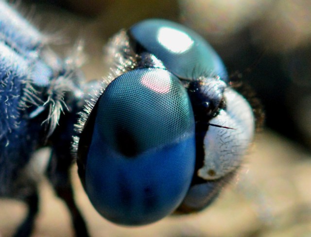 Dragonfly eye. Photo: David Clode.
