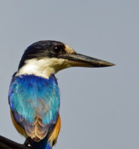 Forest Kingfisher. Photo: David Clode.