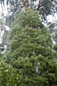 An Acacia melanoxylon or Blackwood tree which I planted in Melbourne.