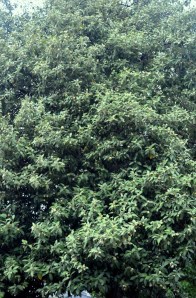Norfolk Island Hibiscus tree Lagunaria patersonia (syn. Fugosia patersonia). This tree forms a good low-flammability fire shield or barrier for mild to warm climates. Photo: David Clode, Fern Tree Gully, Melbourne.