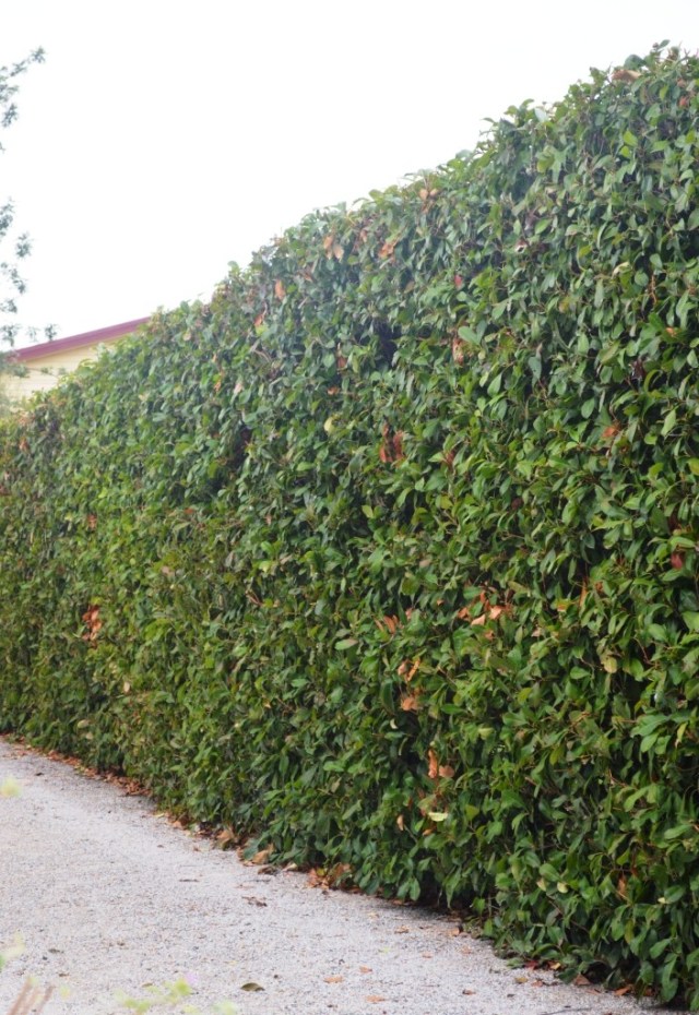 A low-flammability hedge of photinia, just over three metres tall. A hedge like this could be grown in areas where an aloe arborescens hedge would not grow because of frosts, perhaps combuned with Atriplex nummularia on the fireward side. Fern tree gully, Melbourne.