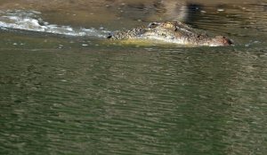A four metre long estuarine crocodile enters the water, and then disappears underwater. Dixon Inlet, Port Douglas, Australia. Photo: David Clode.