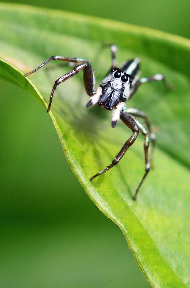 Australian Jumping Spider.