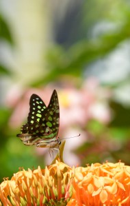 A Green-spotted Triangle butterfly visits an Ixora flower for nectar. Photo: David Clode.