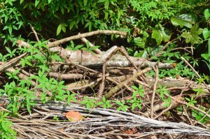 Piles of rocks, logs, palm fronds, provide habitat.
