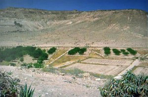 Succulent Aloe arborescens plants in the foreground. Wadi Avdat, Negev desert, Israel. Photo: Dieter Prinz.