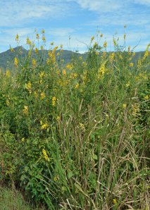 Guinea grass and crotalaria growing together. A combination such as this could produce fodder, mulch or material for compost.
