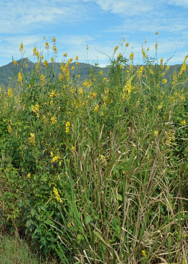 Guinea grass and crotalaria growing together. A combination such as this could produce fodder, mulch or material for compost.
