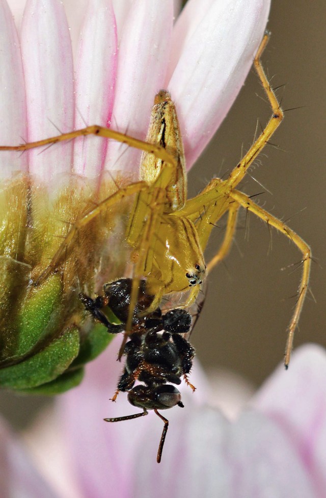 Lynx spider. Photo: David Clode.