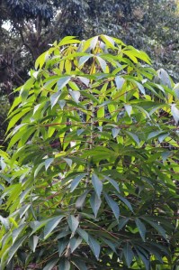 Cassava plant.