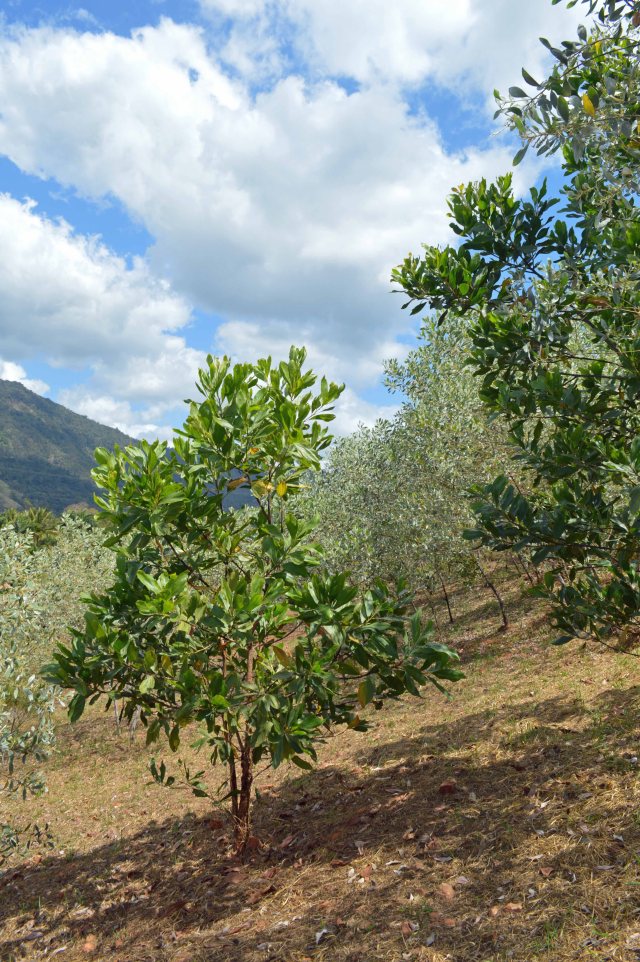 Direct seeded Acacia mangium and Acacia holosericea.