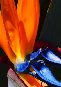 Strelitsia reginae Bird of paradise flower. photo: David Clode