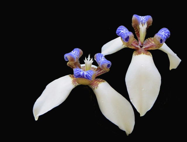 Brazilian walking iris, Neomarica gracilis. Photo: David Clode