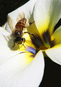 A honey bee visits a Turnera flower. Photo: David Clode.