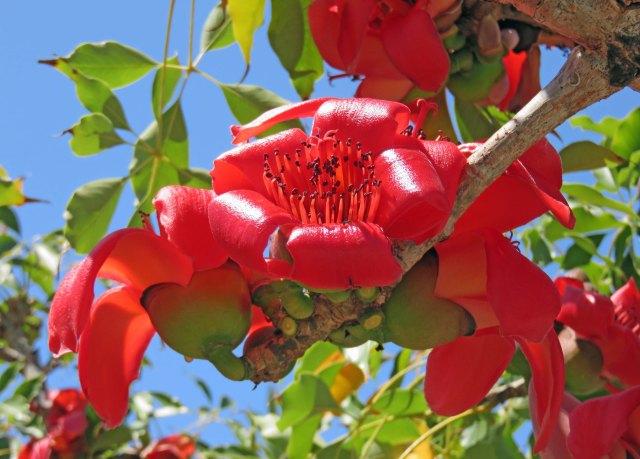 Bombax ceiba Red silk cotton tree. Photo: David Clode