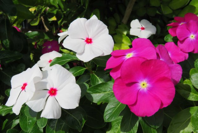 Madagascan periwinkle Catharanthus rosea (prev, Vinca rosea). This plant is also medicinal and is used in the treatment of leukemia. Photo: David Clode.