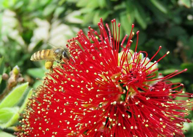 A bottlebrush flower with a honey bee.