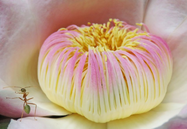 A green ant visits a Gustavia flower. Photo: David Clode.