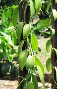 Vanilla. Shannon Drive, Bayview Heights, Cairns.