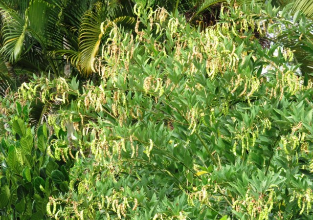 Pigeon Pea Cajanus cajun with ripening seed pods. Photo: Shannon Drive, Bayview Heights, Cairns.