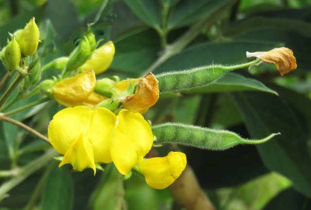 Pigeon Pea cajanus cajun flowers and developing pods. Photo: Shannon Drive, Bayview Heights, Cairns. 