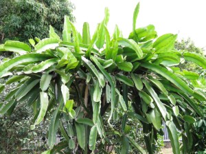 Dragon fruit. Shannon Drive, Bayview Hts, Cairns.