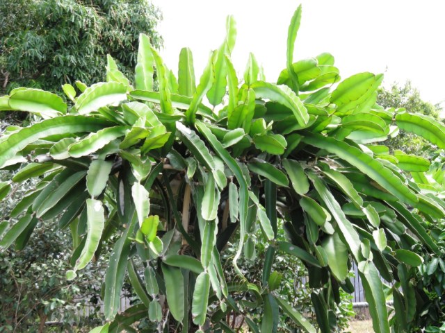 Dragon fruit. Shannon Drive, Bayview Hts, Cairns.