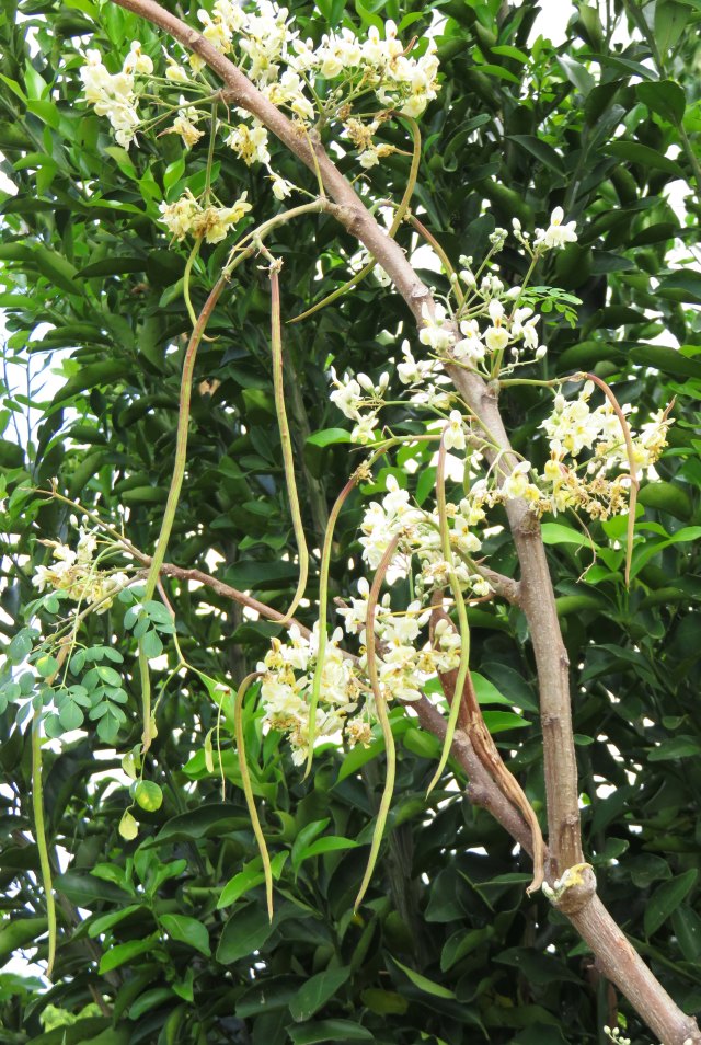 Moringa tree showing flowers and developing seed pods. Booyong Drive, Forest Gardens, cairns.